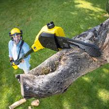 Professional  Tree Services in Okmulgee, OK