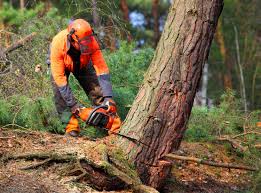 Best Storm Damage Tree Cleanup  in Mulgee, OK