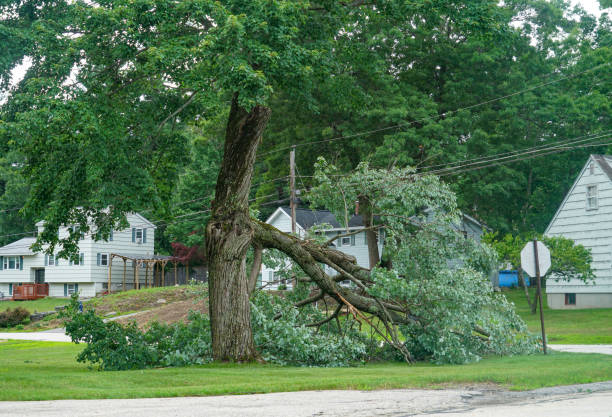 Why Choose Our Tree Removal Services in Okmulgee, OK?